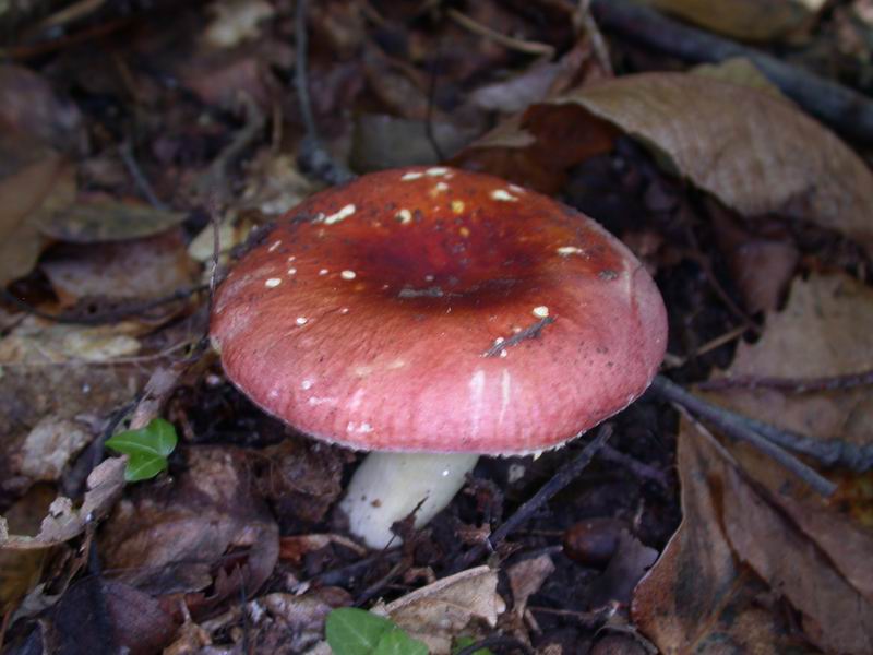 Escursione autunnale in Corsica - 3